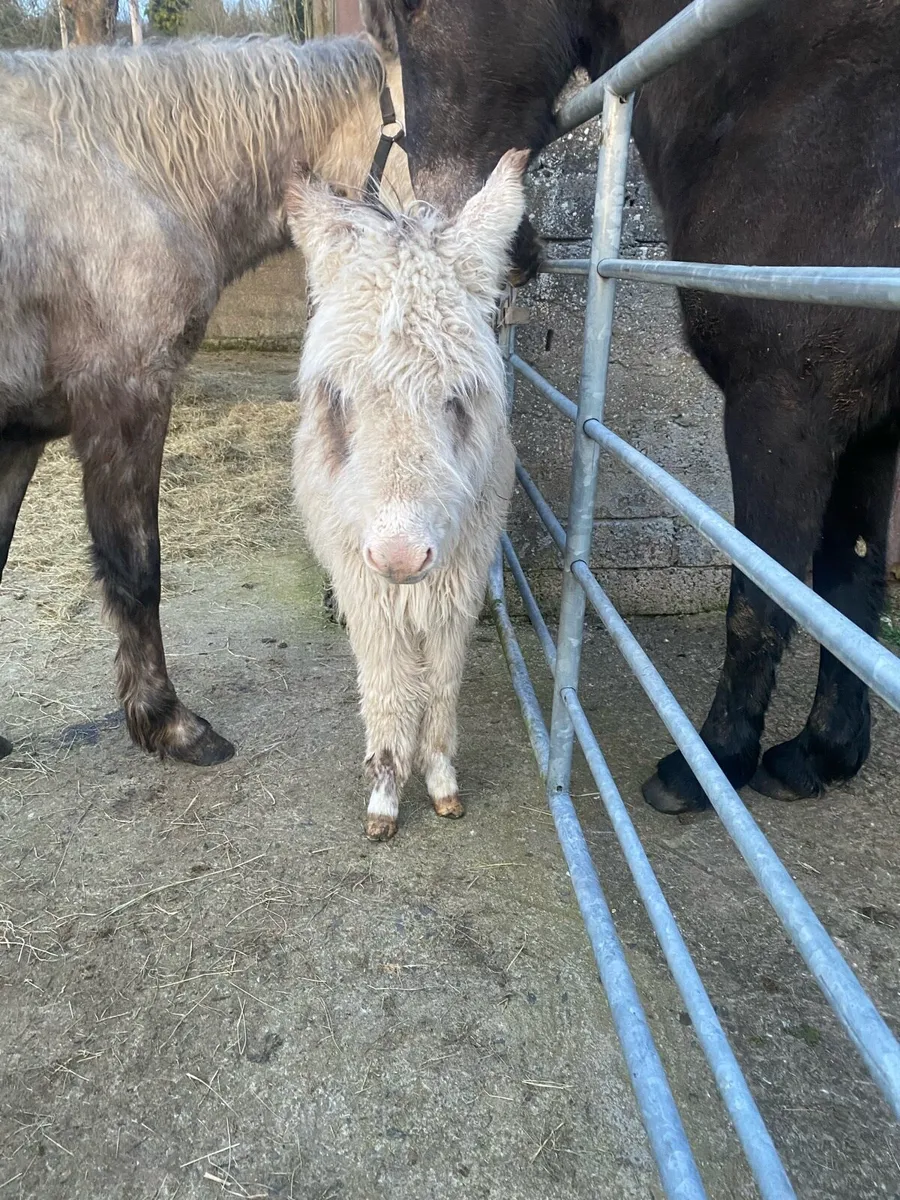 Filly donkey - Image 3