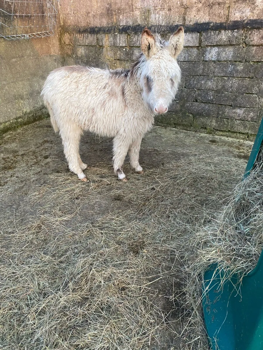Filly donkey - Image 1
