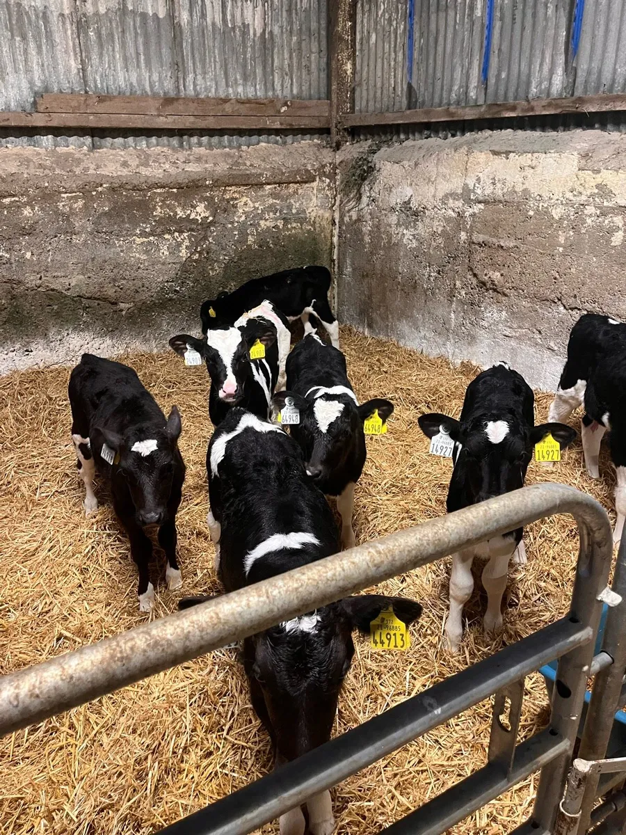 Fresian Ai dairy heifer calves - Image 1