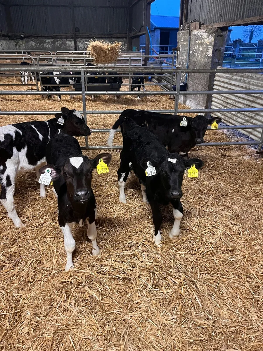 Fresian Ai dairy heifer calves - Image 2