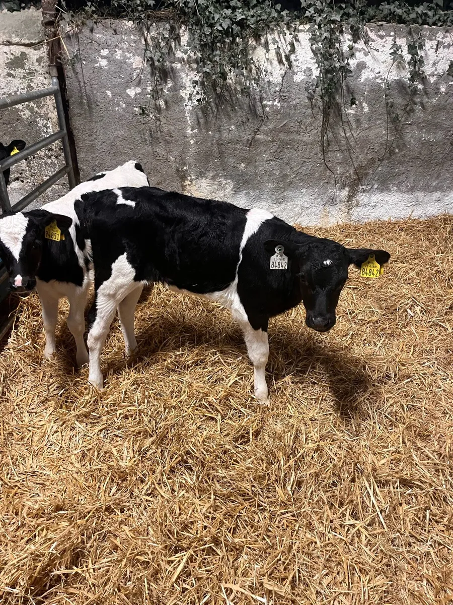 Fresian Ai dairy heifer calves - Image 3