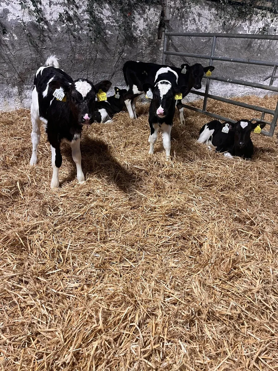 Fresian Ai dairy heifer calves - Image 4