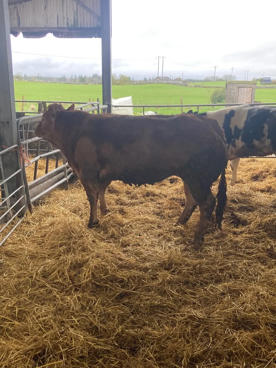 ⭐️⭐️⭐️⭐️⭐️5star heifer for balla - Image 2