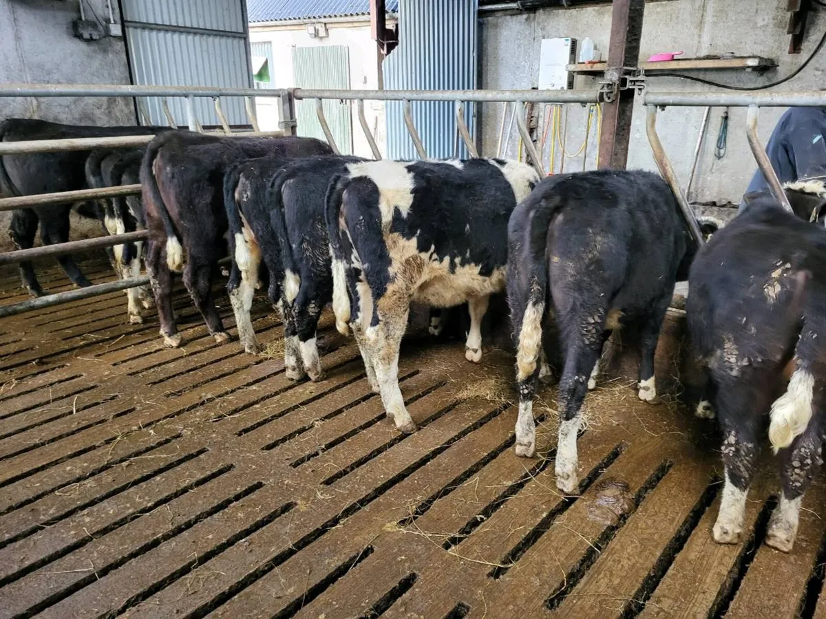 6 Whitehead Heifers - Image 2