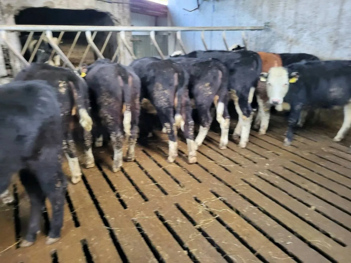 6 Whitehead Heifers - Image 3