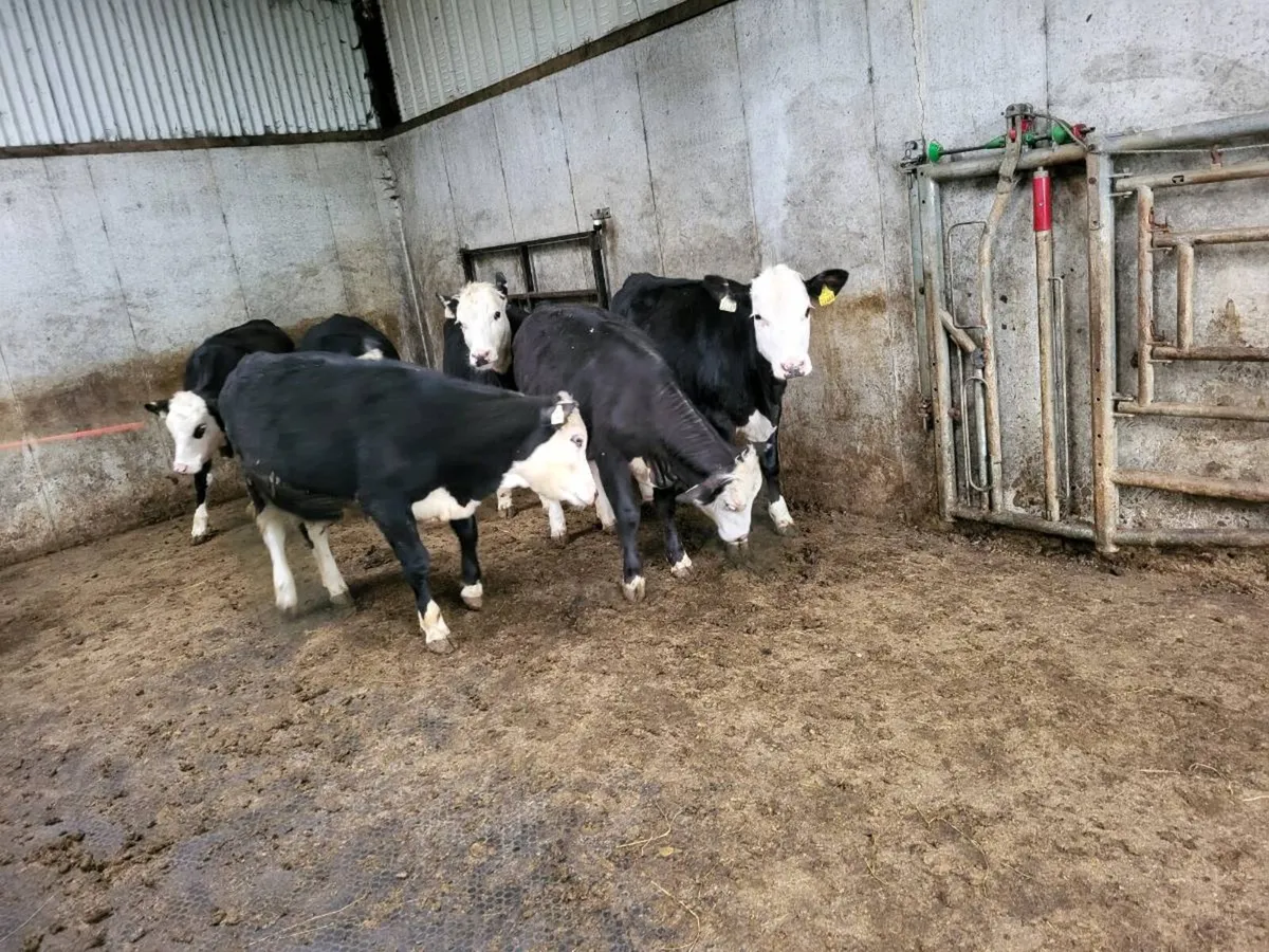 6 Whitehead Heifers - Image 4