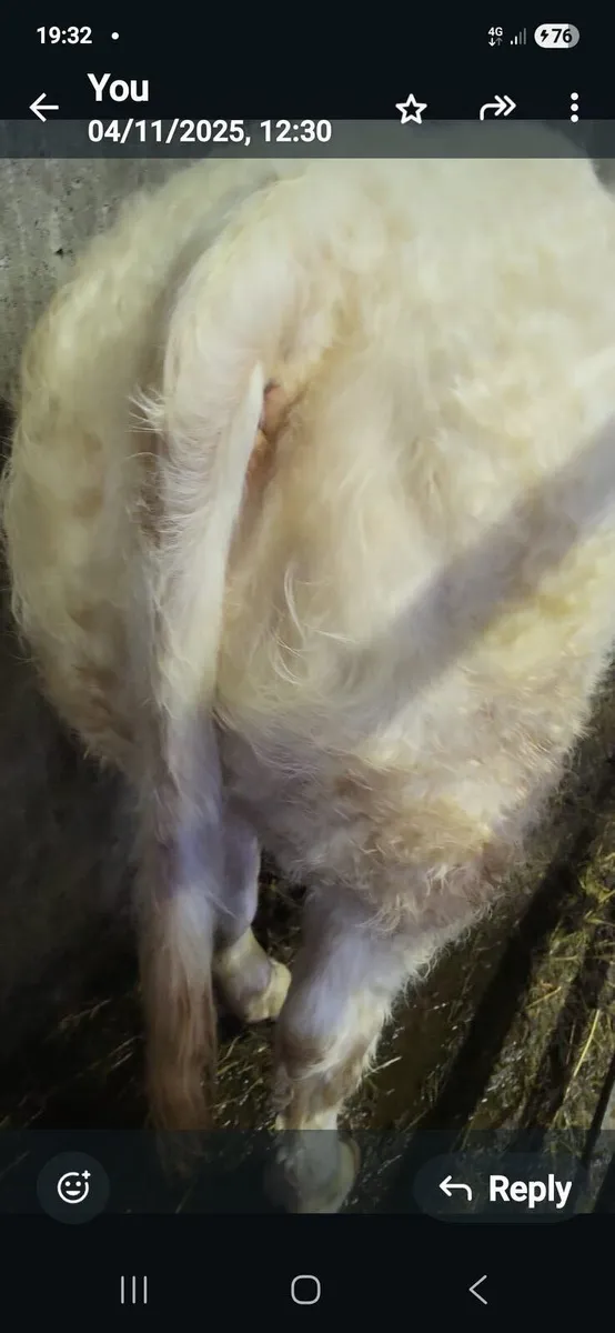 ** 5 star Purebred  Ch Heifer** - Image 2