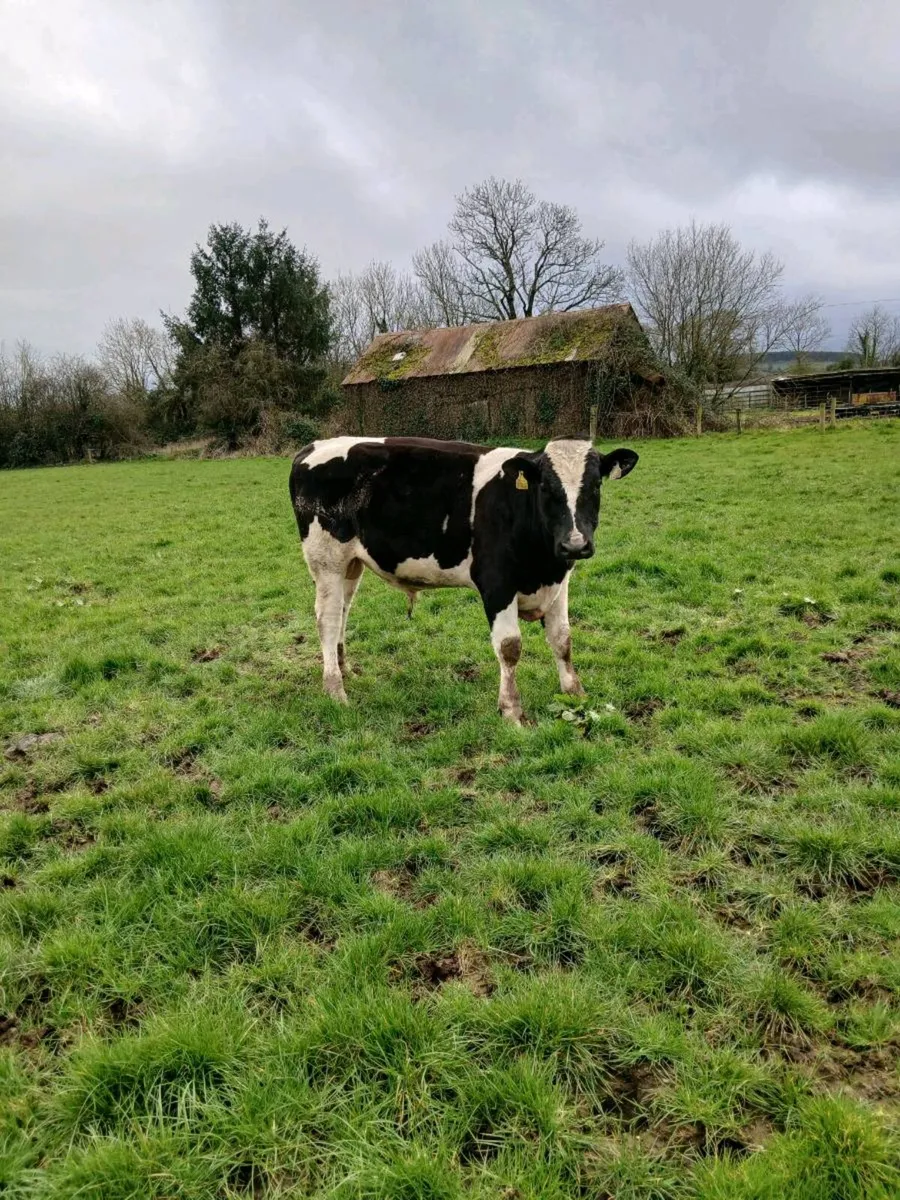 Freisan bull - Image 1