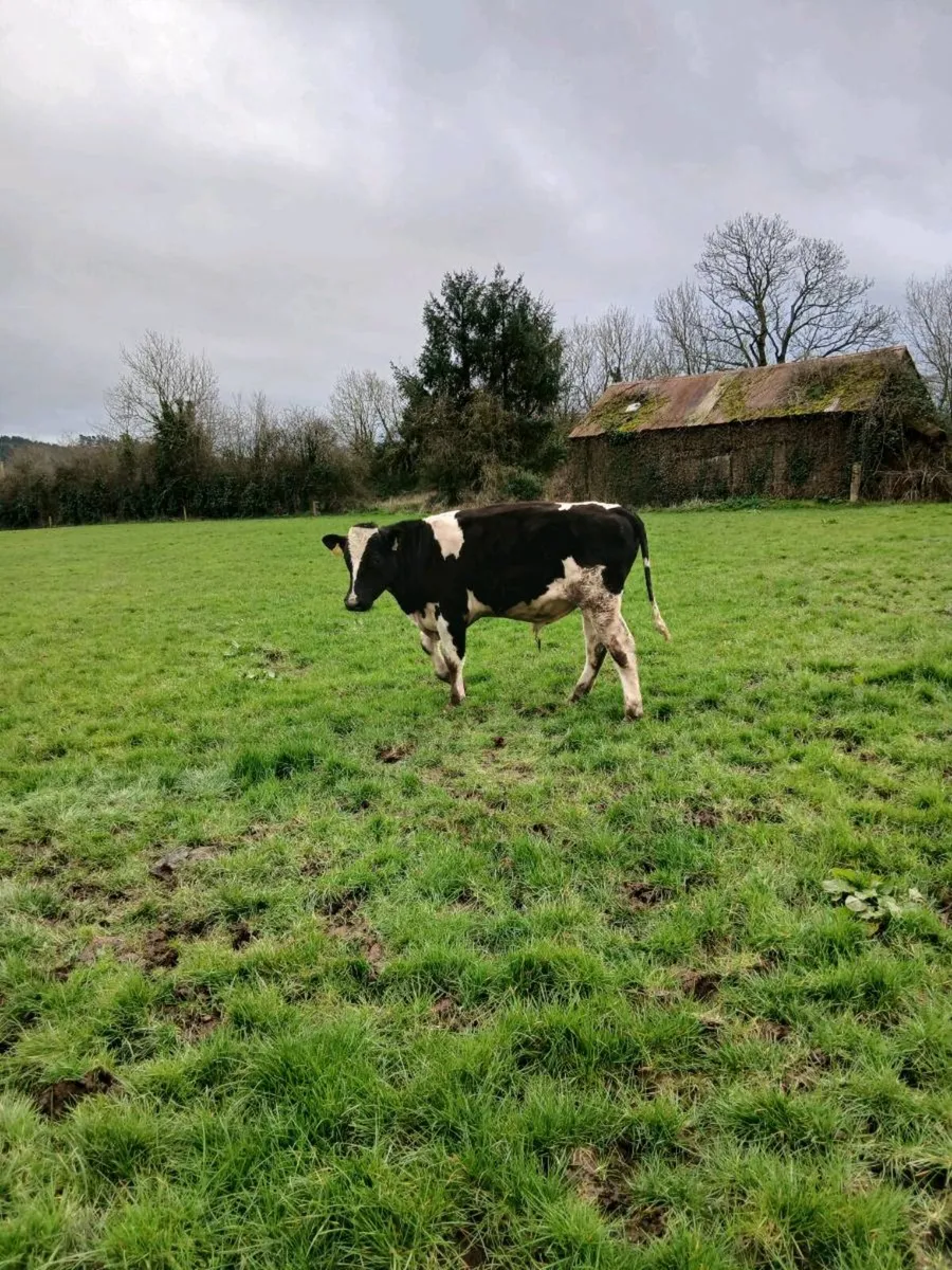 Freisan bull - Image 2