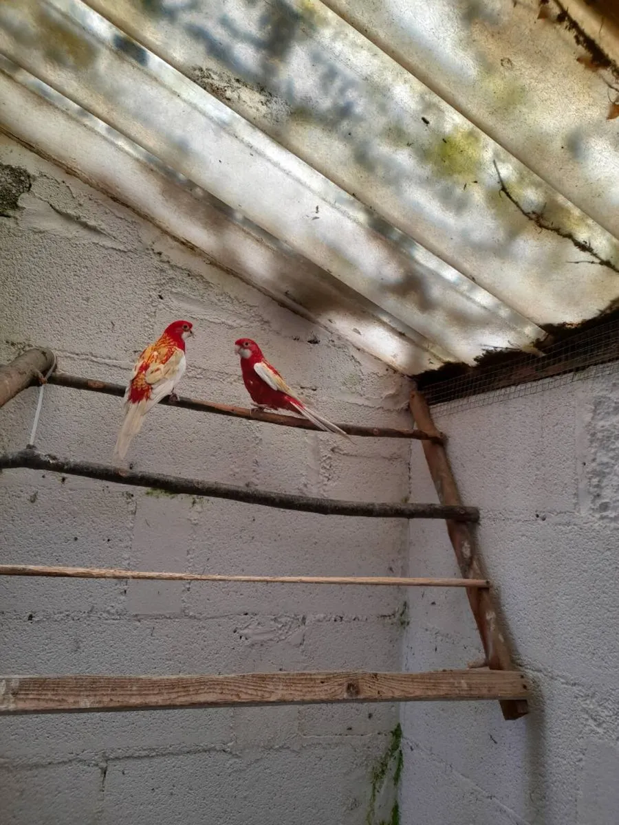 2 Rosella birds