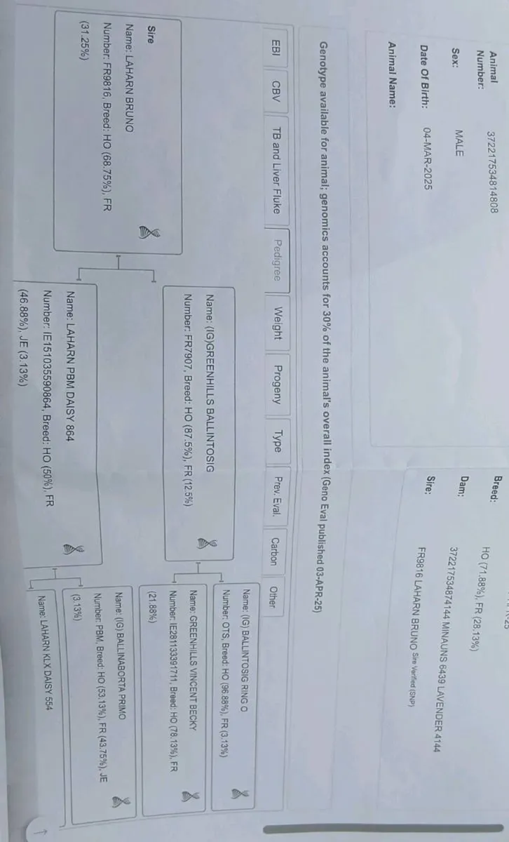 Freisan bull - Image 3