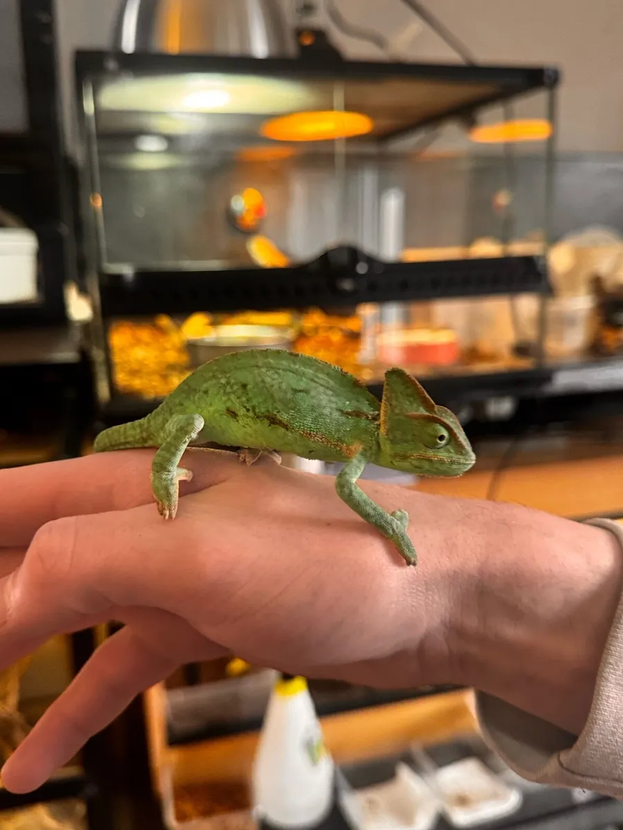 Baby chameleon - Image 1