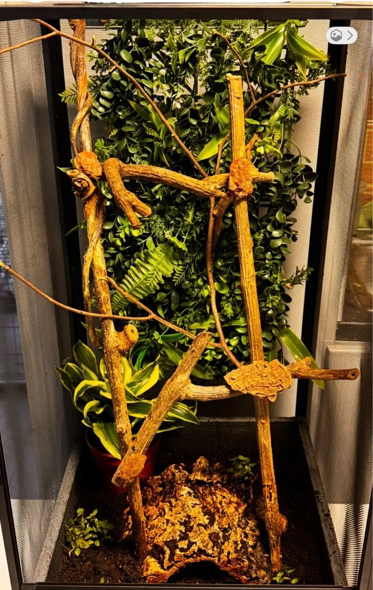 Baby chameleon - Image 3