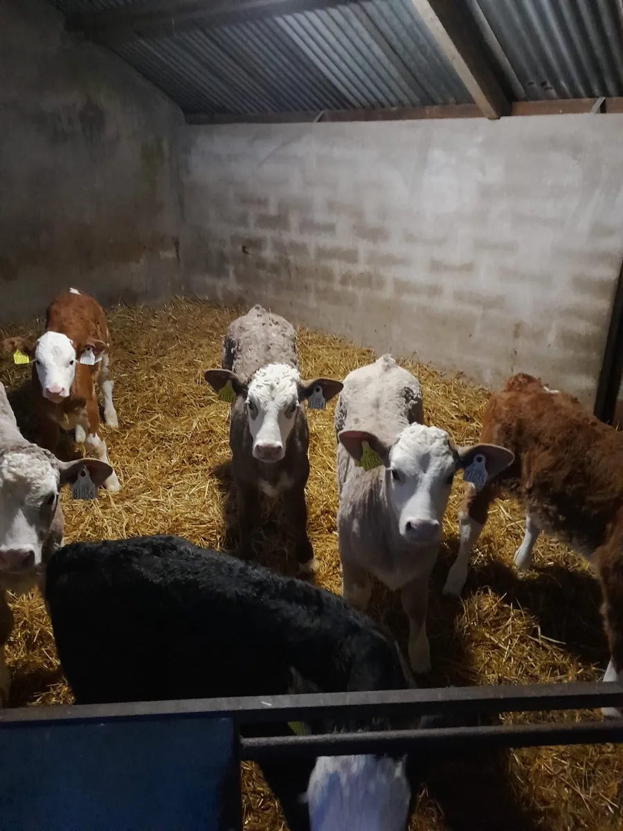 Ballybay Mart Calf Sale 28th of March - Image 2