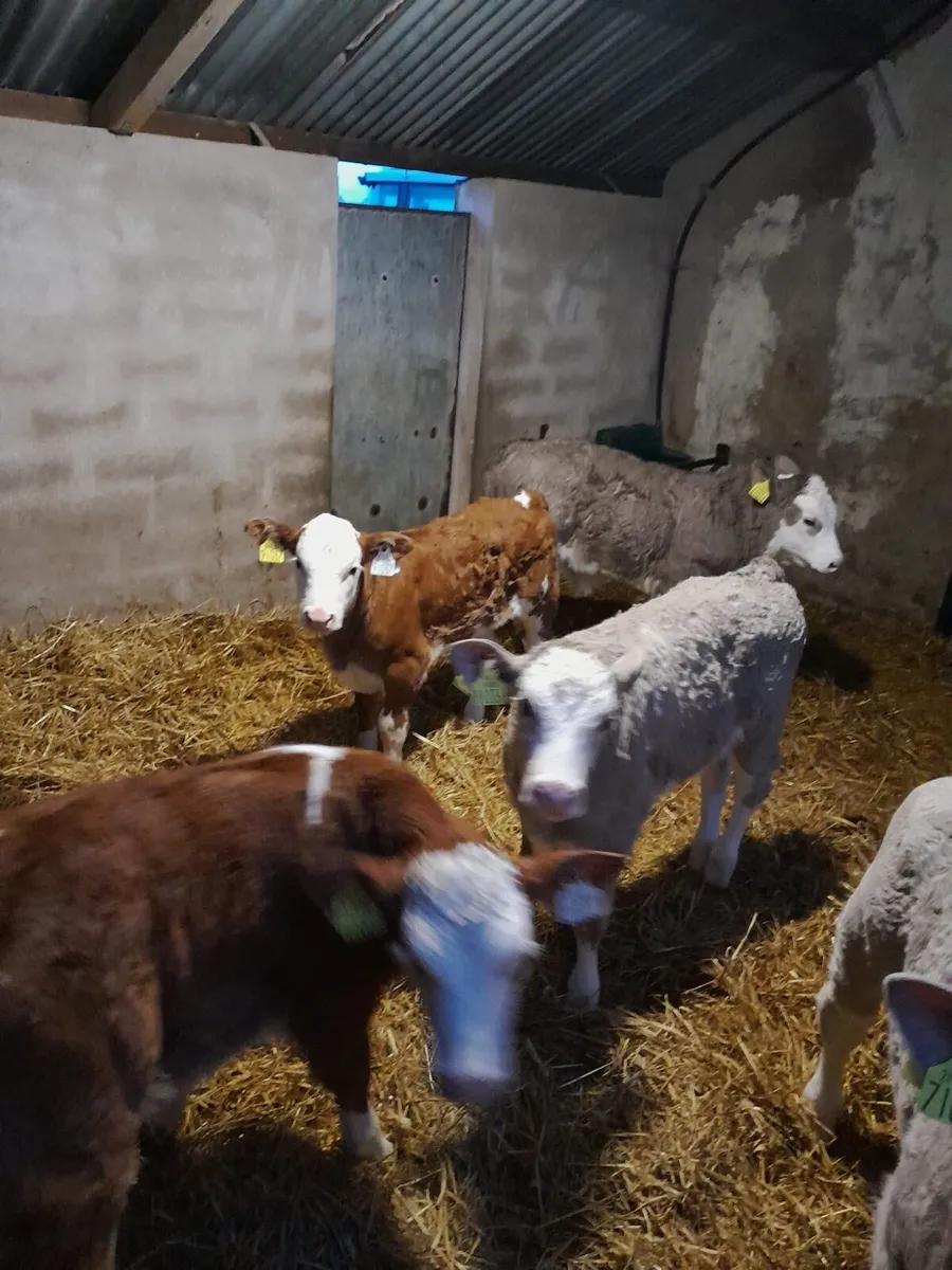 Ballybay Mart Calf Sale 28th of March - Image 3