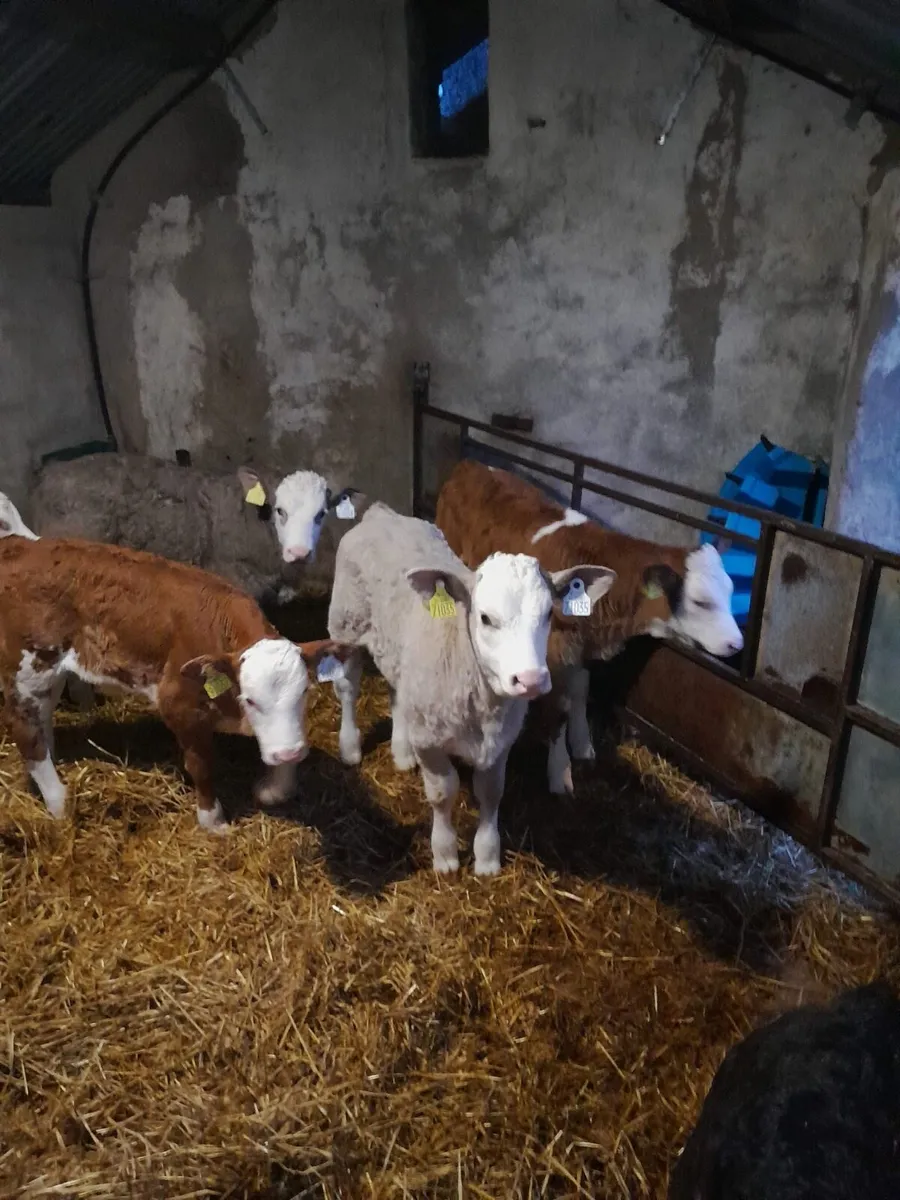 Ballybay Mart Calf Sale 28th of March - Image 4