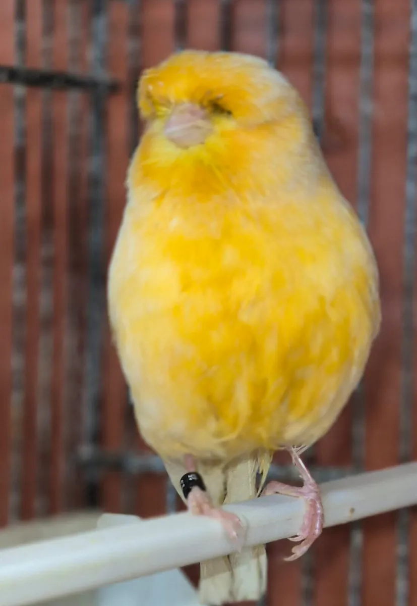 2025 Norwich canaries - Image 1