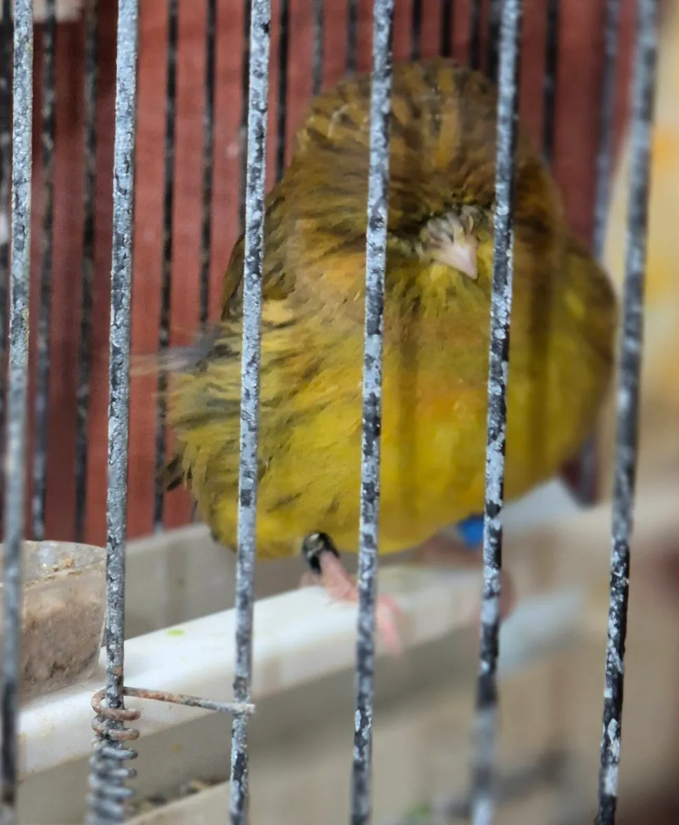 2025 Norwich canaries - Image 3