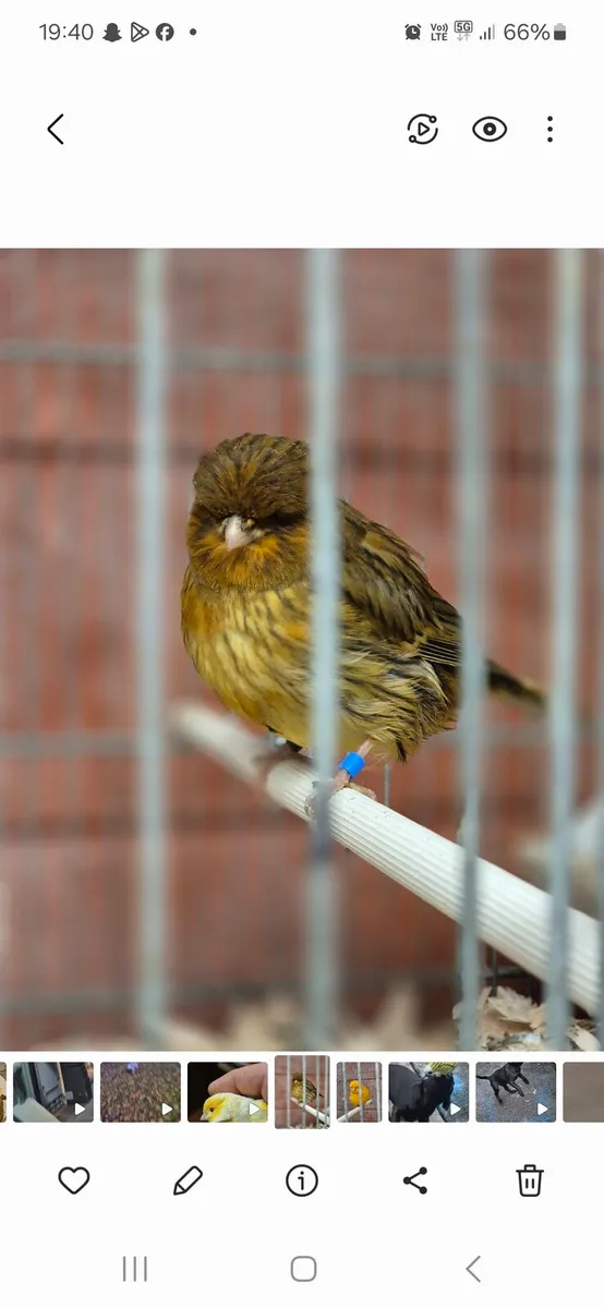 2025 Norwich canaries - Image 4