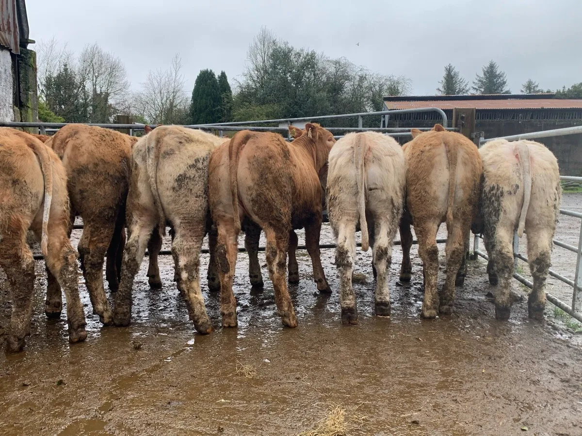 8 super u grade heifers 370kg - Image 1