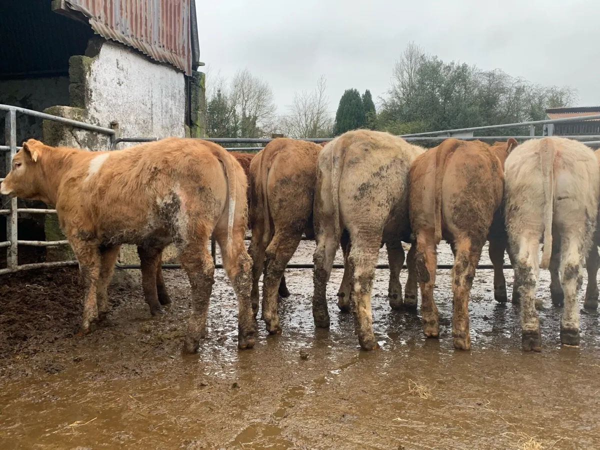 8 super u grade heifers 370kg - Image 2