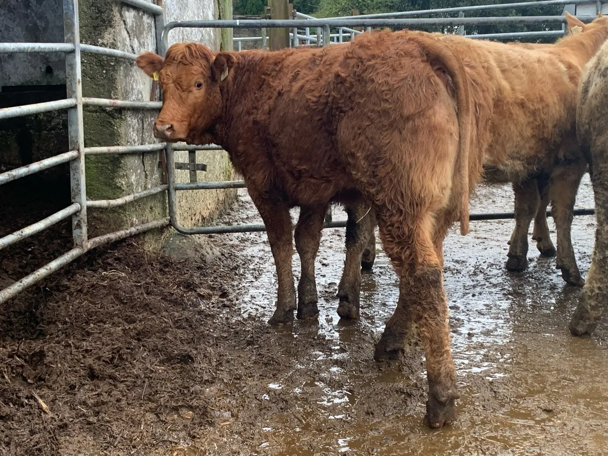 8 super u grade heifers 370kg - Image 3