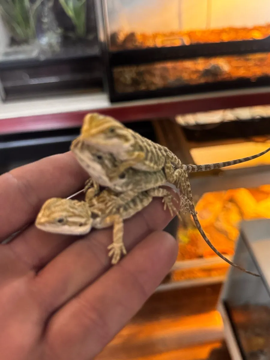 Bearded dragons - Image 1