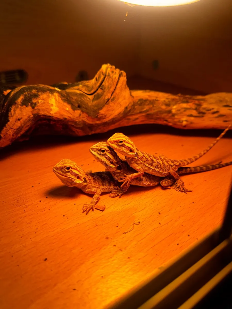 Bearded dragons - Image 2