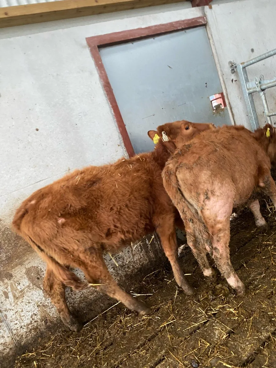 2 heifer weanlings @€1075 - Image 2