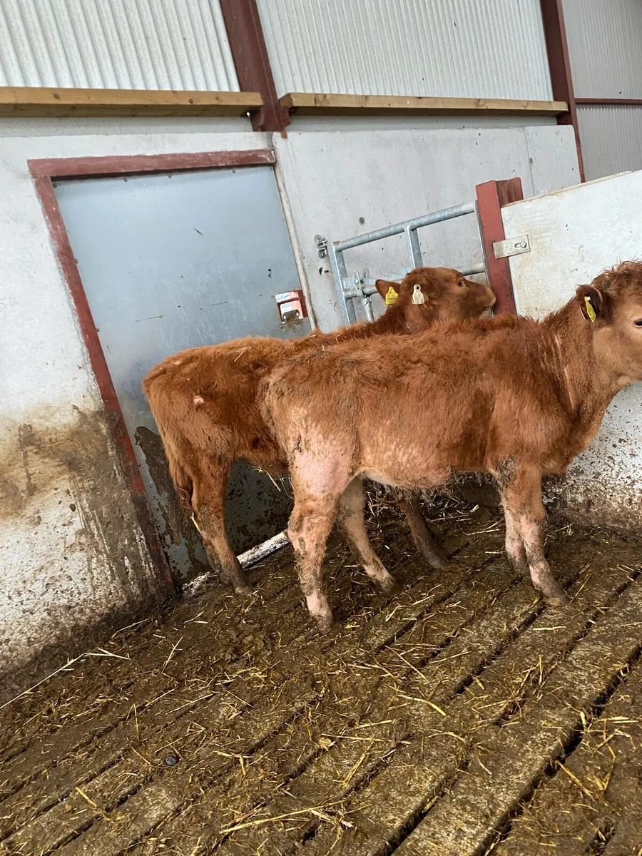 2 heifer weanlings @€1075 - Image 3