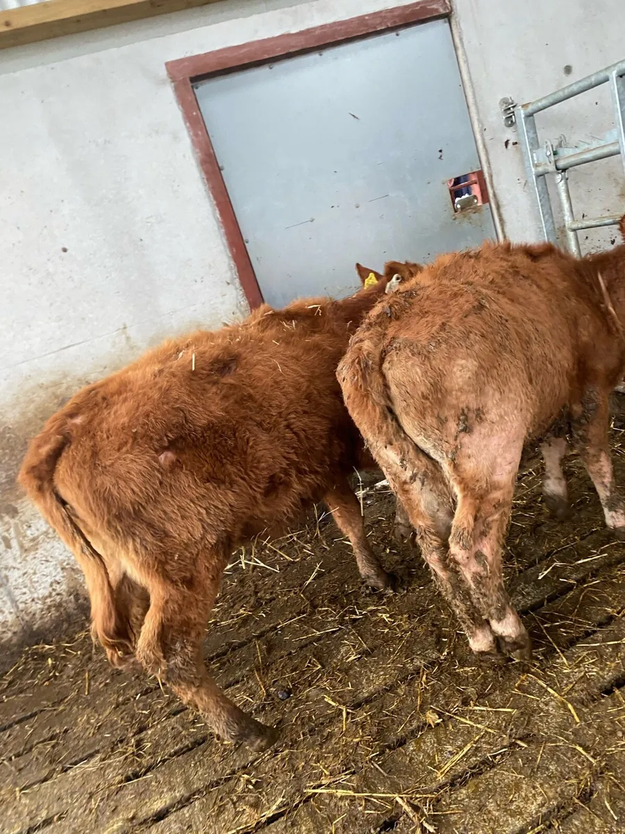 2 heifer weanlings @€1075 - Image 4