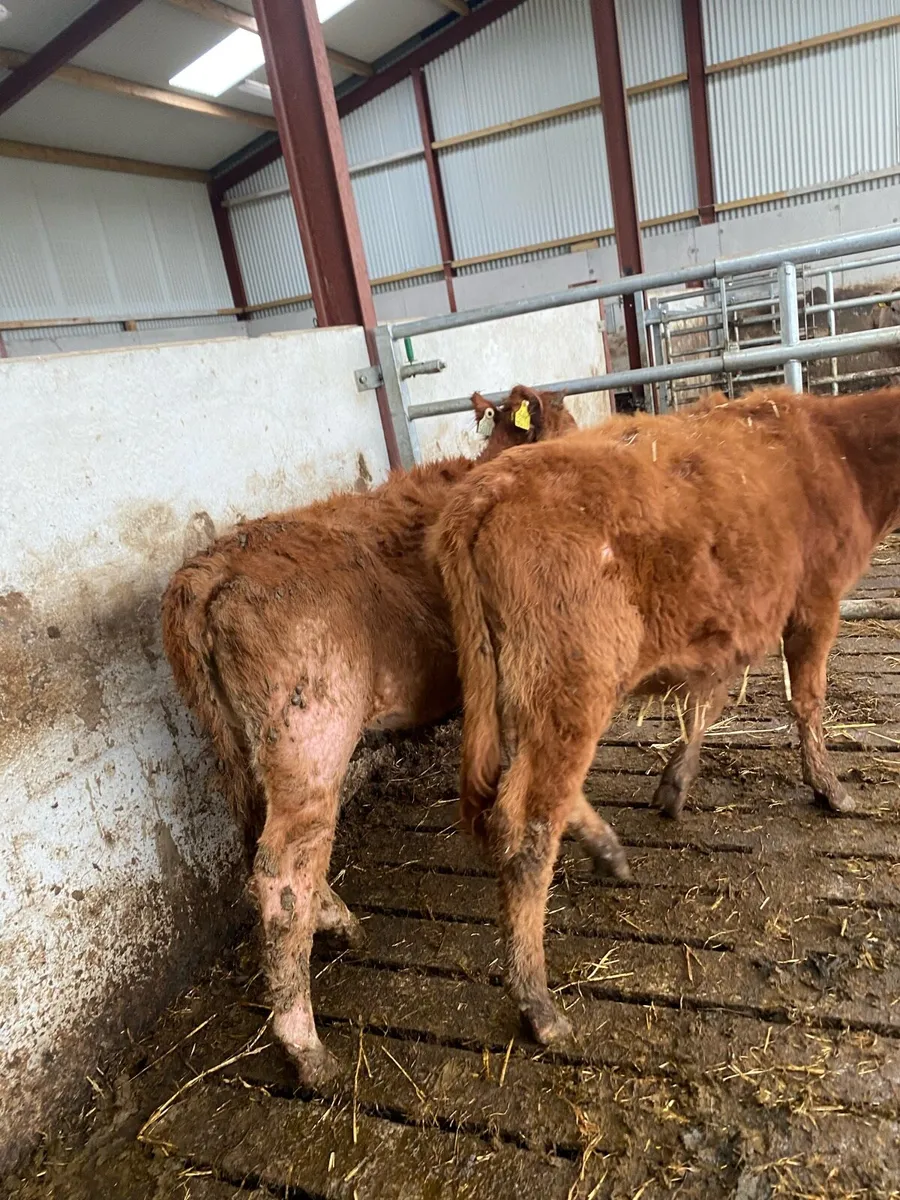2 heifer weanlings @€1075 - Image 1