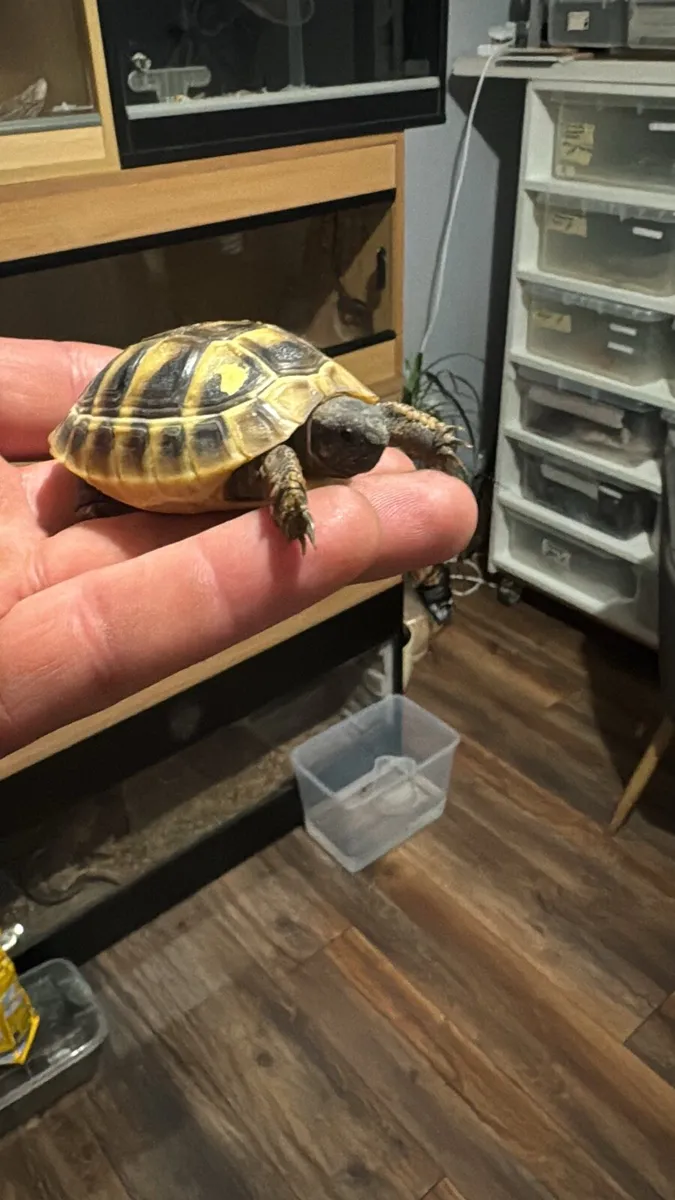 Tortoise hermanni - Image 1