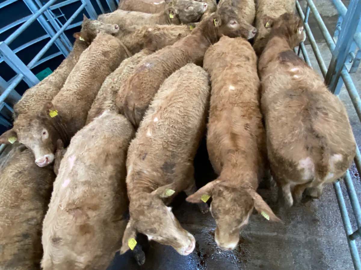 350kg Golden Charolais Heifers - Image 3