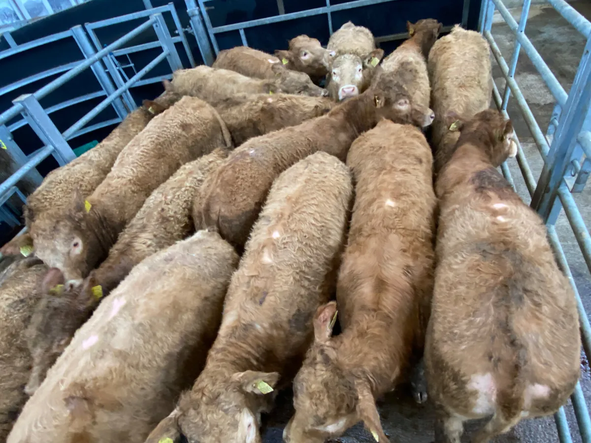 350kg Golden Charolais Heifers - Image 4