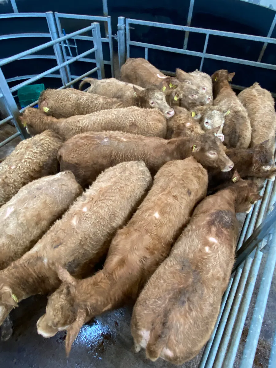350kg Golden Charolais Heifers - Image 1