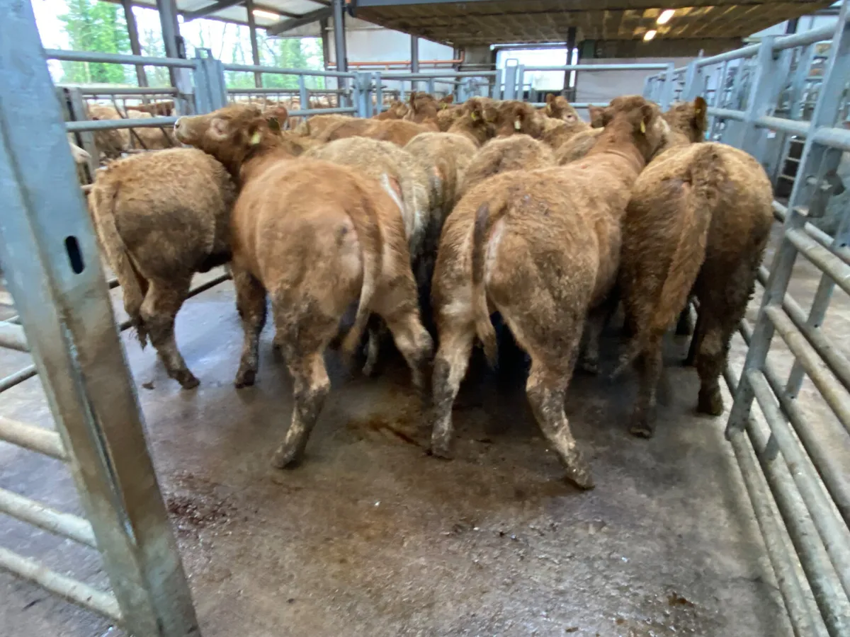 Golden Charolais Heifers - Image 1