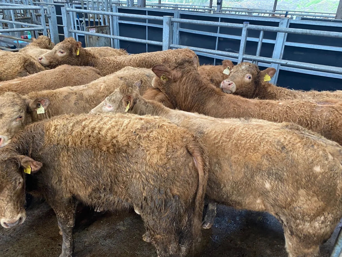 Golden Charolais Heifers - Image 1