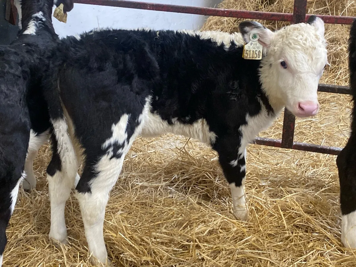 20 Hereford And Angus Heifers - Image 2