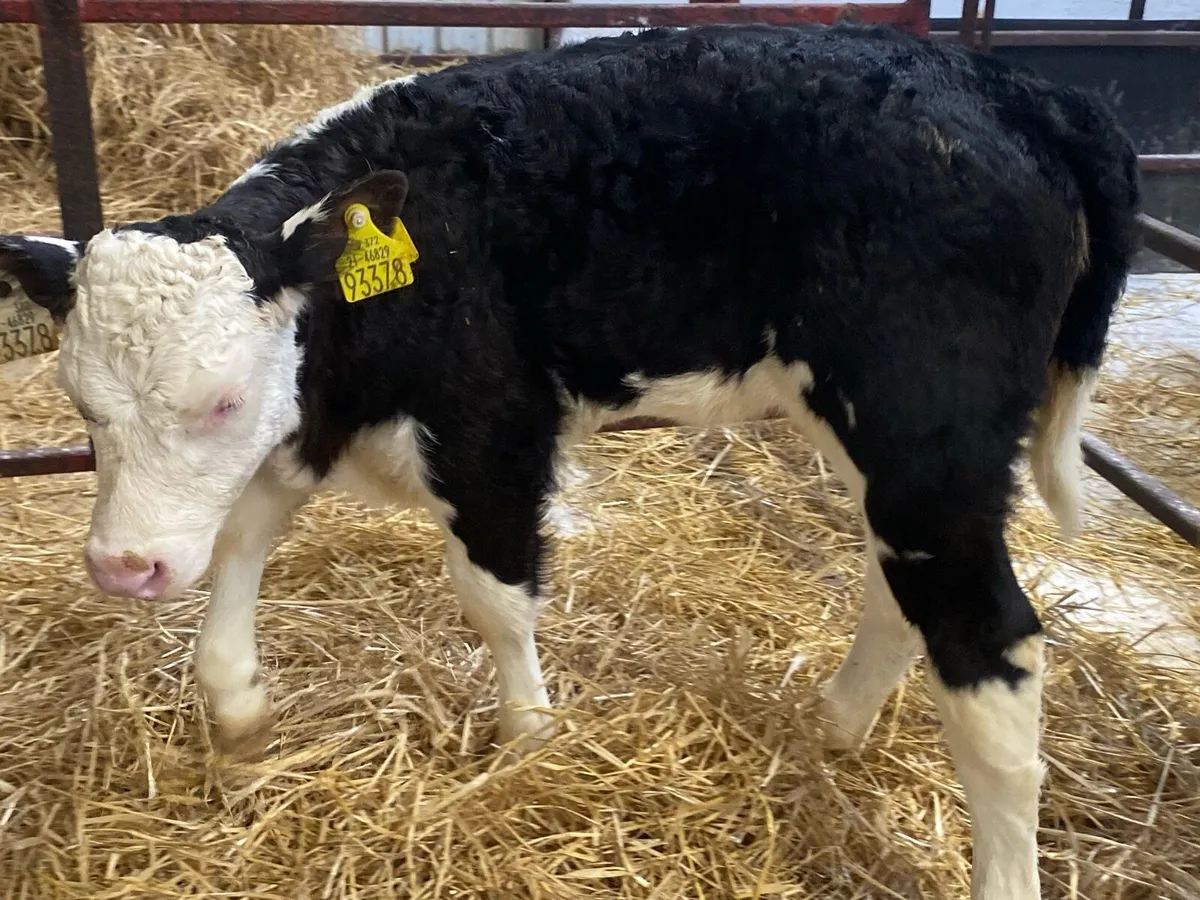 20 Hereford And Angus Heifers - Image 4