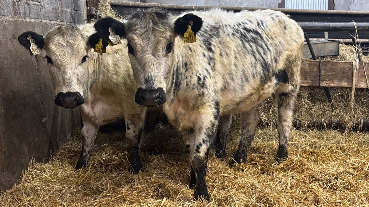 Two 5 ⭐️ Speckled Park Heifers - Image 1