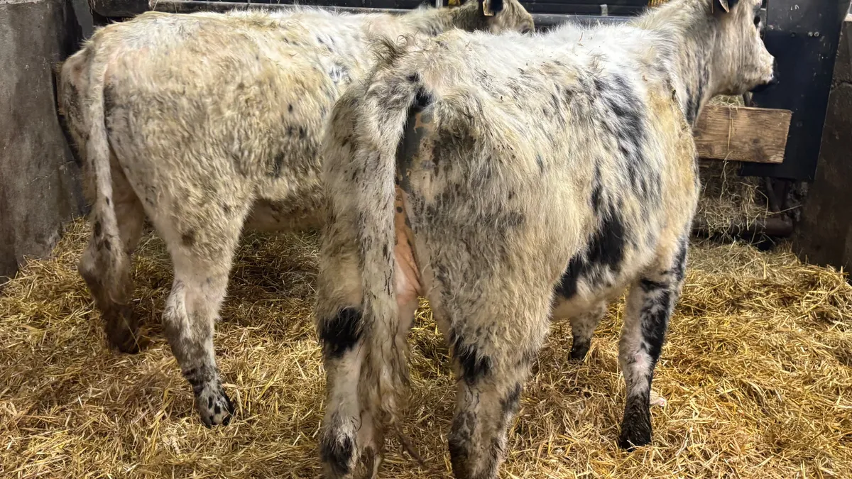 Two 5 ⭐️ Speckled Park Heifers - Image 3