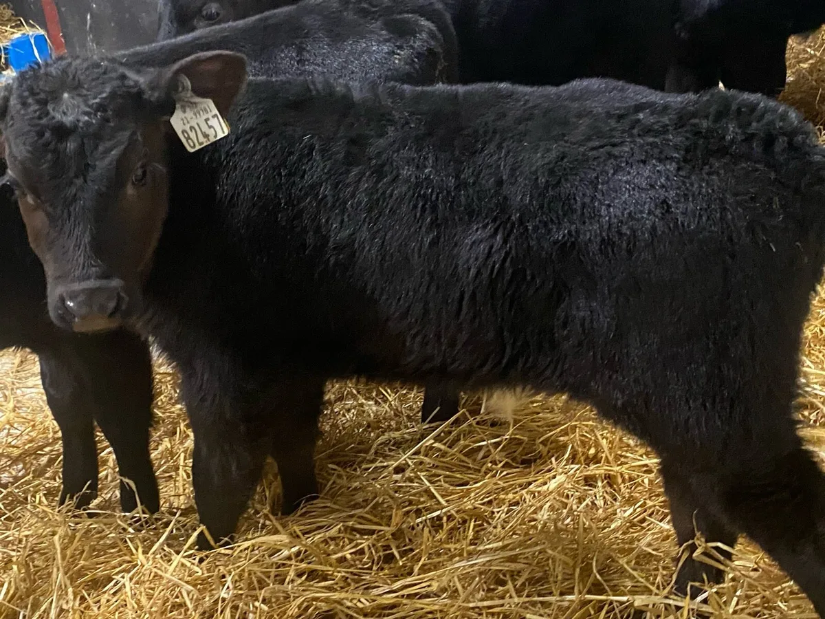 20 Hereford And Angus Heifers - Image 3