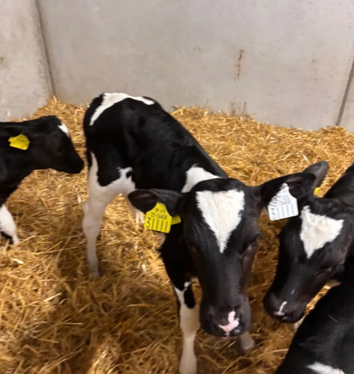 British Freisian Heifer Calves & Beef Calves - Image 2