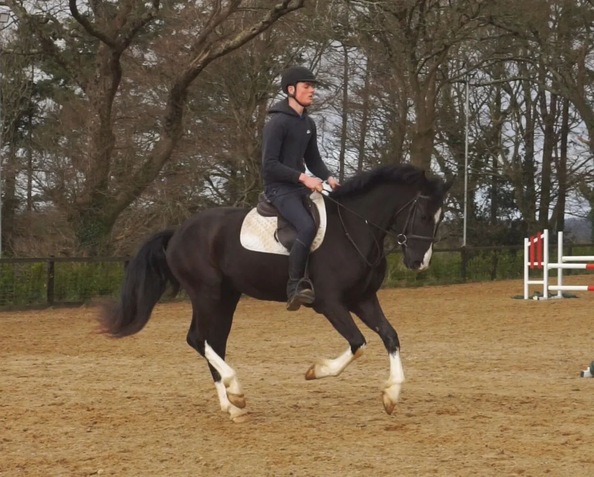 🌟 Top Potential Performance Draught 🌟 - Image 1