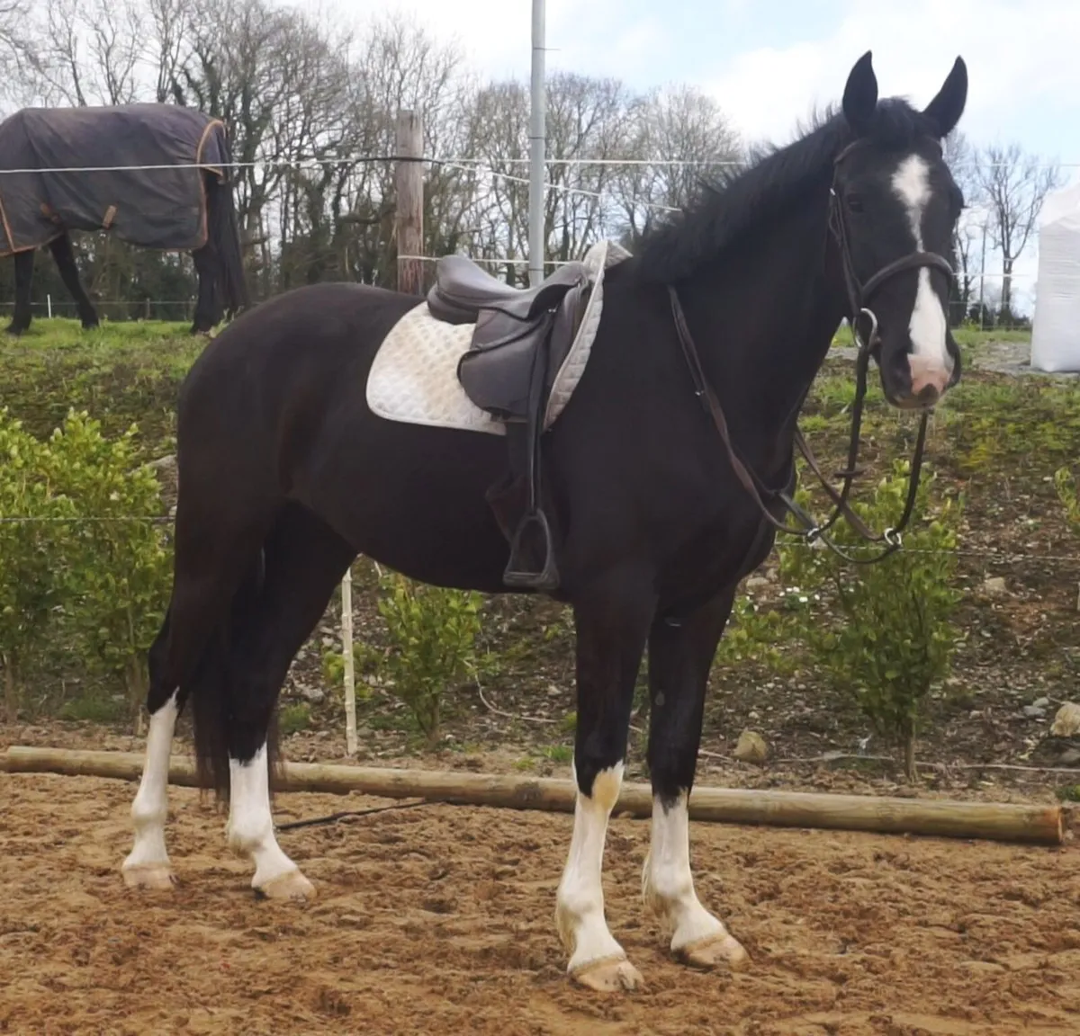 🌟 Top Potential Performance Draught 🌟 - Image 3