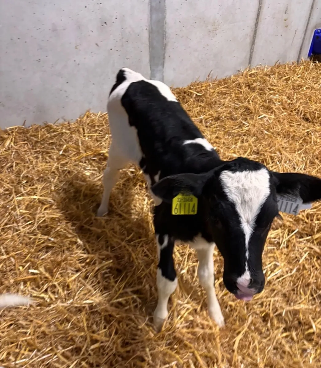 British Freisian Heifer Calves & Beef Calves - Image 3