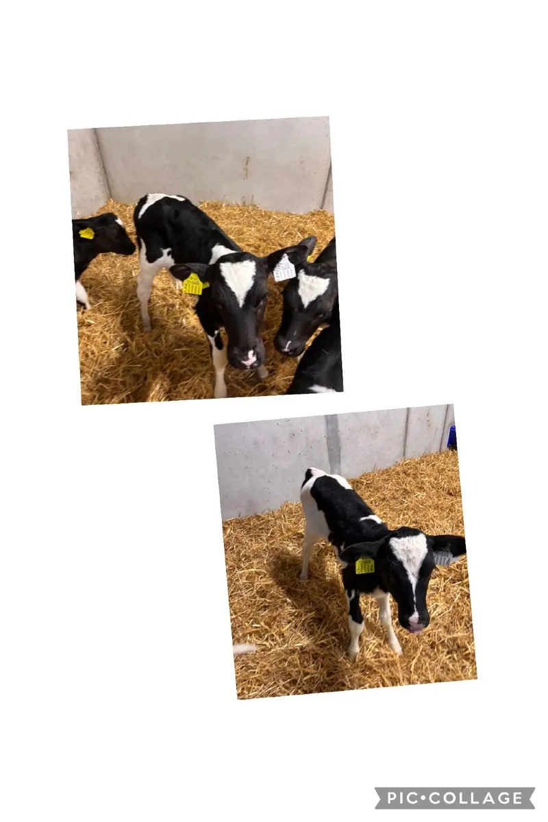 British Freisian Heifer Calves & Beef Calves - Image 1