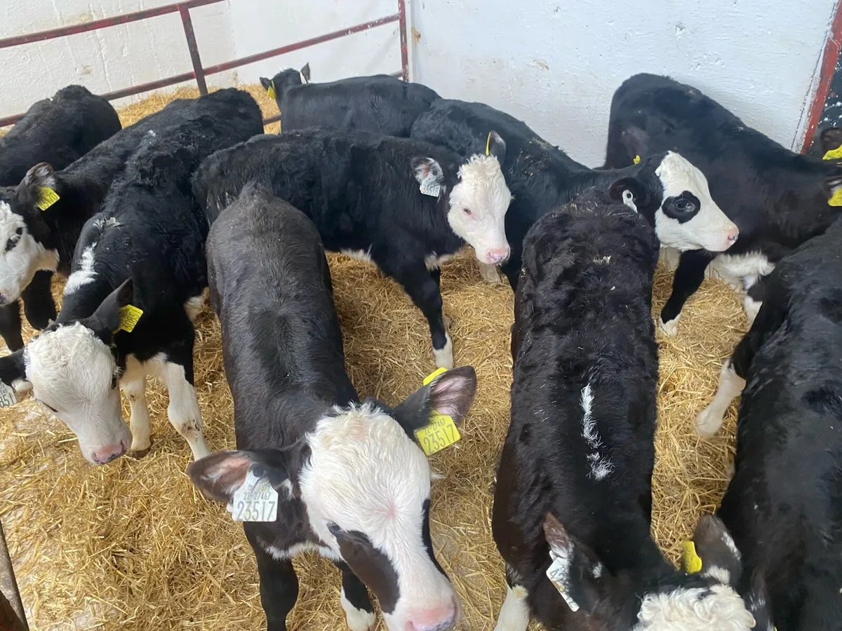 20 Hereford And Angus Heifers - Image 1