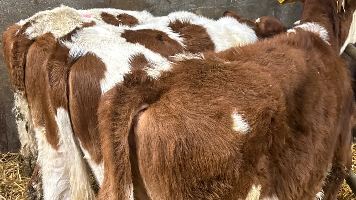⭐️ 3 Red Simmental Heifer Runners ⭐️ - Image 2